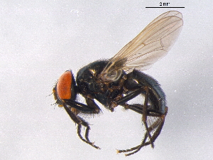 appifly (1)