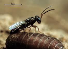 appiwasp_foto