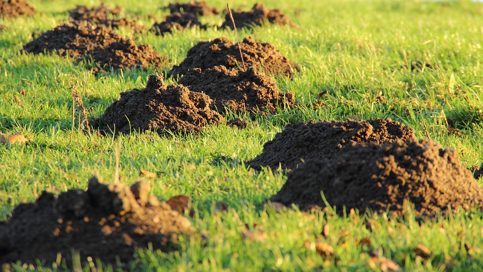 molehill-231386_960_720