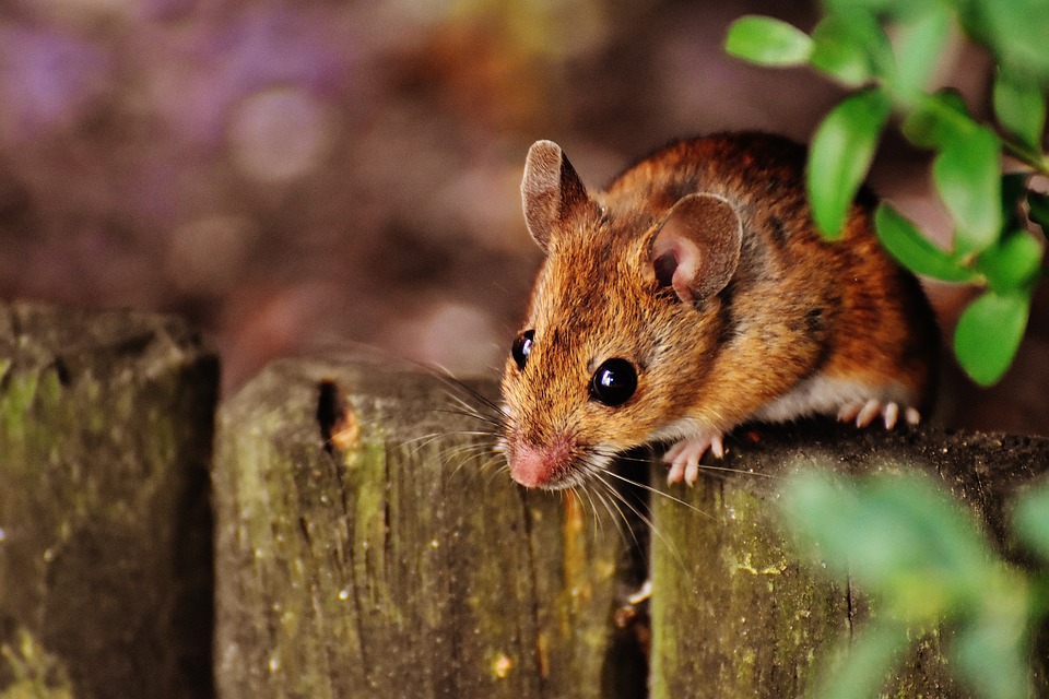 mouse-1708177_960_720