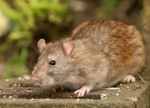 rat_150